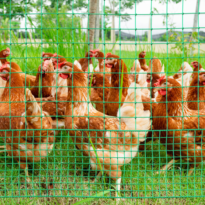 Advwin 115cm x 21m Poultry Net Chicken Fence Netting Ducks Hens